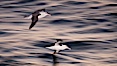 Two black-browed albatross flying over the ocean at night, travelling and foraging for food at sea.  The black-browed albatross is a medium-sized seabird at 31-37" long with a 79-94" wingspan and an average weight of 6.4-10 lb. They have a natural lifespan exceeding 70 years. They breed on remote oceanic islands and are circumpolar, ranging throughout the Southern Oceanic. Falkland Islands, United Kingdom. Image #23979