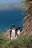 Magellanic penguins walk through tussock grass, on their way to their burrows after foraging at sea all day. Carcass Island, Falkland Islands, United Kingdom. Image #24000