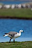 Upland goose, male, beside pond in the interior of Carcass Island near Leopard Beach. Carcass Island, Falkland Islands, United Kingdom. Image #24011