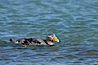 Flightless steamer duck. Carcass Island, Falkland Islands, United Kingdom. Image #24030