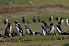 Magellanic penguins, at their burrow in short grass, in the interior of Carcass Island. Carcass Island, Falkland Islands, United Kingdom. Image #24063
