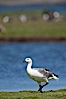 Upland goose, male, beside pond in the interior of Carcass Island near Dyke Bay. Carcass Island, Falkland Islands, United Kingdom. Image #24064