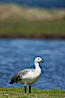 Upland goose, male, beside pond in the interior of Carcass Island near Dyke Bay. Carcass Island, Falkland Islands, United Kingdom. Image #24065