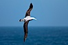 Wandering albatross in flight, over the open sea.  The wandering albatross has the largest wingspan of any living bird, with the wingspan between, up to 12' from wingtip to wingtip.  It can soar on the open ocean for hours at a time, riding the updrafts from individual swells, with a glide ratio of 22 units of distance for every unit of drop.  The wandering albatross can live up to 23 years.  They hunt at night on the open ocean for cephalopods, small fish, and crustaceans. The survival of the species is at risk due to mortality from long-line fishing gear. Southern Ocean. Image #24071