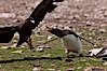 Gentoo penguin defends its dead chick (right), from the striated caracara (left) that has just killed it.  The penguin continued to defend its lifeless chick for hours, in spite of the futulity and inevitabliityof the final result.  Striated caracaras eventually took possession of the dead chick and fed upon it. Steeple Jason Island, Falkland Islands, United Kingdom. Image #24075