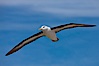 Black-browed albatross in flight, against a blue sky.  Black-browed albatrosses have a wingspan reaching up to 8', weigh up to 10 lbs and can live 70 years.  They roam the open ocean for food and return to remote islands for mating and rearing their chicks. Steeple Jason Island, Falkland Islands, United Kingdom. Image #24076