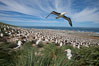 Black-browed albatross in flight, over the enormous colony at Steeple Jason Island in the Falklands. Falkland Islands, United Kingdom. Image #24077