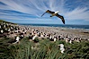 Black-browed albatross in flight, over the enormous colony at Steeple Jason Island in the Falklands. Steeple Jason Island, Falkland Islands, United Kingdom. Image #24077
