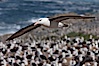 Black-browed albatross in flight, over the enormous colony at Steeple Jason Island in the Falklands. Steeple Jason Island, Falkland Islands, United Kingdom. Image #24081