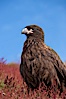 Straited caracara, a bird of prey found throughout the Falkland Islands.  The striated caracara is an opportunistic feeder, often scavenging for carrion but also known to attack weak or injured birds. Steeple Jason Island, Falkland Islands, United Kingdom. Image #24083