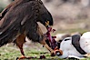 Striated caracara feeds upon a gentoo penguin chick it has just killed. Steeple Jason Island, Falkland Islands, United Kingdom. Image #24086