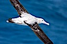Wandering albatross in flight, over the open sea.  The wandering albatross has the largest wingspan of any living bird, with the wingspan between, up to 12' from wingtip to wingtip.  It can soar on the open ocean for hours at a time, riding the updrafts from individual swells, with a glide ratio of 22 units of distance for every unit of drop.  The wandering albatross can live up to 23 years.  They hunt at night on the open ocean for cephalopods, small fish, and crustaceans. The survival of the species is at risk due to mortality from long-line fishing gear. Southern Ocean. Image #24087
