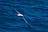 Wandering albatross in flight, over the open sea.  The wandering albatross has the largest wingspan of any living bird, with the wingspan between, up to 12' from wingtip to wingtip.  It can soar on the open ocean for hours at a time, riding the updrafts from individual swells, with a glide ratio of 22 units of distance for every unit of drop.  The wandering albatross can live up to 23 years.  They hunt at night on the open ocean for cephalopods, small fish, and crustaceans. The survival of the species is at risk due to mortality from long-line fishing gear. Southern Ocean. Image #24088