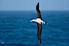 Wandering albatross in flight, over the open sea.  The wandering albatross has the largest wingspan of any living bird, with the wingspan between, up to 12' from wingtip to wingtip.  It can soar on the open ocean for hours at a time, riding the updrafts from individual swells, with a glide ratio of 22 units of distance for every unit of drop.  The wandering albatross can live up to 23 years.  They hunt at night on the open ocean for cephalopods, small fish, and crustaceans. The survival of the species is at risk due to mortality from long-line fishing gear. Southern Ocean. Image #24089