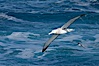 Wandering albatross in flight, over the open sea.  The wandering albatross has the largest wingspan of any living bird, with the wingspan between, up to 12' from wingtip to wingtip.  It can soar on the open ocean for hours at a time, riding the updrafts from individual swells, with a glide ratio of 22 units of distance for every unit of drop.  The wandering albatross can live up to 23 years.  They hunt at night on the open ocean for cephalopods, small fish, and crustaceans. The survival of the species is at risk due to mortality from long-line fishing gear. Southern Ocean. Image #24090