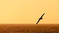 Wandering albatross in flight, over the open sea.  The wandering albatross has the largest wingspan of any living bird, with the wingspan between, up to 12' from wingtip to wingtip.  It can soar on the open ocean for hours at a time, riding the updrafts from individual swells, with a glide ratio of 22 units of distance for every unit of drop.  The wandering albatross can live up to 23 years.  They hunt at night on the open ocean for cephalopods, small fish, and crustaceans. The survival of the species is at risk due to mortality from long-line fishing gear. Southern Ocean. Image #24092