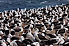 Black-browed albatross colony on Steeple Jason Island in the Falklands.  This is the largest breeding colony of black-browed albatrosses in the world, numbering in the hundreds of thousands of breeding pairs.  The albatrosses lay eggs in September and October, and tend a single chick that will fledge in about 120 days. Steeple Jason Island, Falkland Islands, United Kingdom. Image #24110