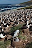 Black-browed albatross colony on Steeple Jason Island in the Falklands.  This is the largest breeding colony of black-browed albatrosses in the world, numbering in the hundreds of thousands of breeding pairs.  The albatrosses lay eggs in September and October, and tend a single chick that will fledge in about 120 days. Steeple Jason Island, Falkland Islands, United Kingdom. Image #24122