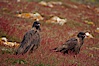 Straited caracara, a bird of prey found throughout the Falkland Islands.  The striated caracara is an opportunistic feeder, often scavenging for carrion but also known to attack weak or injured birds. Steeple Jason Island, Falkland Islands, United Kingdom. Image #24127