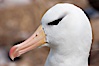 Black-browed albatross, Steeple Jason Island.  The black-browed albatross is a medium-sized seabird at 31-37" long with a 79-94" wingspan and an average weight of 6.4-10 lb. They have a natural lifespan exceeding 70 years. They breed on remote oceanic islands and are circumpolar, ranging throughout the Southern Oceanic. Steeple Jason Island, Falkland Islands, United Kingdom. Image #24151
