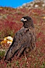 Straited caracara, a bird of prey found throughout the Falkland Islands.  The striated caracara is an opportunistic feeder, often scavenging for carrion but also known to attack weak or injured birds. Steeple Jason Island, Falkland Islands, United Kingdom. Image #24162