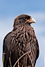 Straited caracara, a bird of prey found throughout the Falkland Islands.  The striated caracara is an opportunistic feeder, often scavenging for carrion but also known to attack weak or injured birds. Steeple Jason Island, Falkland Islands, United Kingdom. Image #24206
