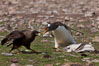 Gentoo penguin defends its dead chick (right), from the striated caracara (left) that has just killed it.  The penguin continued to defend its lifeless chick for hours, in spite of the futulity and inevitabliityof the final result.  Striated caracaras eventually took possession of the dead chick and fed upon it. Steeple Jason Island, Falkland Islands, United Kingdom. Image #24207
