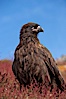 Straited caracara, a bird of prey found throughout the Falkland Islands.  The striated caracara is an opportunistic feeder, often scavenging for carrion but also known to attack weak or injured birds. Steeple Jason Island, Falkland Islands, United Kingdom. Image #24275