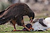 Striated caracara feeds upon a gentoo penguin chick it has just killed. Steeple Jason Island, Falkland Islands, United Kingdom. Image #24278