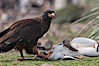 Striated caracara feeds upon a gentoo penguin chick it has just killed. Steeple Jason Island, Falkland Islands, United Kingdom. Image #24279