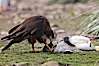 Striated caracara feeds upon a gentoo penguin chick it has just killed. Steeple Jason Island, Falkland Islands, United Kingdom. Image #24280