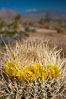 Cactus flowers bloom, on top of a barrel cactus, with the town of Borrego Springs in the distance. Anza-Borrego Desert State Park, California, USA. Image #24306