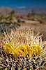 Cactus flowers bloom, on top of a barrel cactus, with the town of Borrego Springs in the distance. Anza-Borrego Desert State Park, Anza Borrego, California, USA. Image #24306