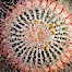 Red barrel cactus detail, spines on top of the cactus, Glorietta Canyon, Anza-Borrego Desert State Park. Anza-Borrego Desert State Park, Anza Borrego, California, USA. Image #24308