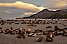 Antarctic fur seal colony, on a sand beach alongside Right Whale Bay, with the mountains of South Georgia Island in the background, sunset. Right Whale Bay, South Georgia Island. Image #24315