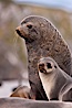 Antarctic fur seals, adult male bull and female, illustrating extreme sexual dimorphism common among pinnipeds (seals, sea lions and fur seals). Right Whale Bay, South Georgia Island. Image #24324