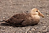Northern giant petrel on pebble beach. Right Whale Bay, South Georgia Island. Image #24348
