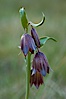 Chocolate lily growing among grasses on oak-covered hillsides.  The chocolate lily is a herbaceous perennial monocot that is increasingly difficult to find in the wild due to habitat loss.  The flower is a striking brown color akin to the color of chocolate. Santa Rosa Plateau Ecological Reserve, Murrieta, California, USA. Image #24367