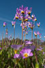 Shooting stars, a springtime flower, blooming on the Santa Rosa Plateau. Santa Rosa Plateau Ecological Reserve, Murrieta, California, USA. Image #24368