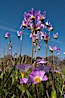 Shooting stars, a springtime flower, blooming on the Santa Rosa Plateau. Santa Rosa Plateau Ecological Reserve, Murrieta, California, USA. Image #24368
