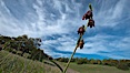 Chocolate lily growing among grasses on oak-covered hillsides.  The chocolate lily is a herbaceous perennial monocot that is increasingly difficult to find in the wild due to habitat loss.  The flower is a striking brown color akin to the color of chocolate. Santa Rosa Plateau Ecological Reserve, Murrieta, California, USA. Image #24369