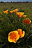 California poppies grow on Santa Rosa Plateau in spring. Santa Rosa Plateau Ecological Reserve, Murrieta, California, USA. Image #24370