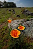 California poppies grow on Santa Rosa Plateau in spring. Santa Rosa Plateau Ecological Reserve, Murrieta, California, USA. Image #24371