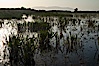 Vernal pool, full of water following spring rains, Santa Rosa Plateau. Santa Rosa Plateau Ecological Reserve, Murrieta, California, USA. Image #24373