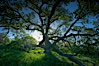 Oak tree at sunrise, Santa Rosa Plateau. Santa Rosa Plateau Ecological Reserve, Murrieta, California, USA. Image #24382