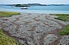 King penguin colony and the Bay of Isles on the northern coast of South Georgia Island.  Over 100,000 nesting pairs of king penguins reside here.  Dark patches in the colony are groups of juveniles with fluffy brown plumage.  The icebreaker M/V Polar Star lies at anchor. Salisbury Plain, South Georgia Island. Image #24383