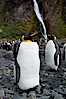 King penguins gather in a steam to molt, below a waterfall on a cobblestone beach at Hercules Bay. Hercules Bay, South Georgia Island. Image #24384