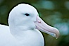 Wandering albatross, on nest and the Prion Island colony.  The wandering albatross has the largest wingspan of any living bird, with the wingspan between, up to 12' from wingtip to wingtip. It can soar on the open ocean for hours at a time, riding the updrafts from individual swells, with a glide ratio of 22 units of distance for every unit of drop. The wandering albatross can live up to 23 years. They hunt at night on the open ocean for cephalopods, small fish, and crustaceans. The survival of the species is at risk due to mortality from long-line fishing gear. Prion Island, South Georgia Island. Image #24385