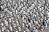 King penguin colony. Over 100,000 pairs of king penguins nest at Salisbury Plain, laying eggs in December and February, then alternating roles between foraging for food and caring for the egg or chick. Salisbury Plain, South Georgia Island. Image #24386