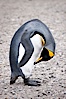 King penguin preening. Salisbury Plain, Bay of Isles, South Georgia Island. Salisbury Plain, South Georgia Island. Image #24387